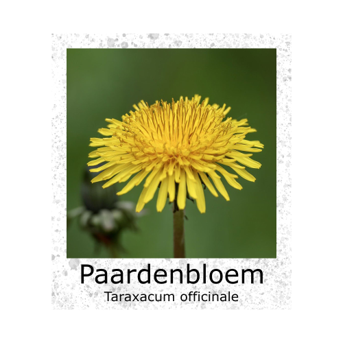 Paardenbloem zaden