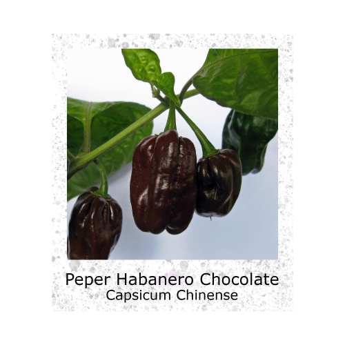 Peper Habanero Chocolate Bruine VK