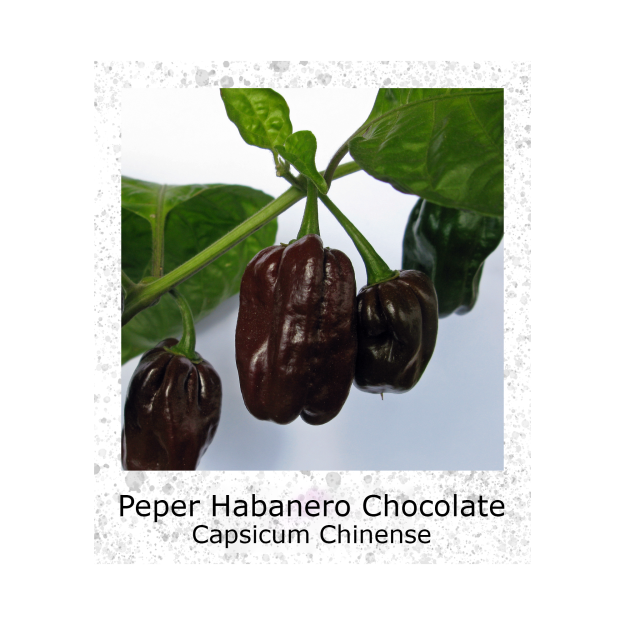 Peper Habanero Chocolate zaden