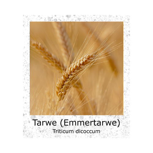 Tarwe Emmertarwe 100g zaden