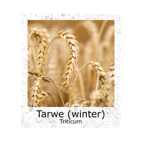 Tarwe Wintertarwe 500g BIO zaden