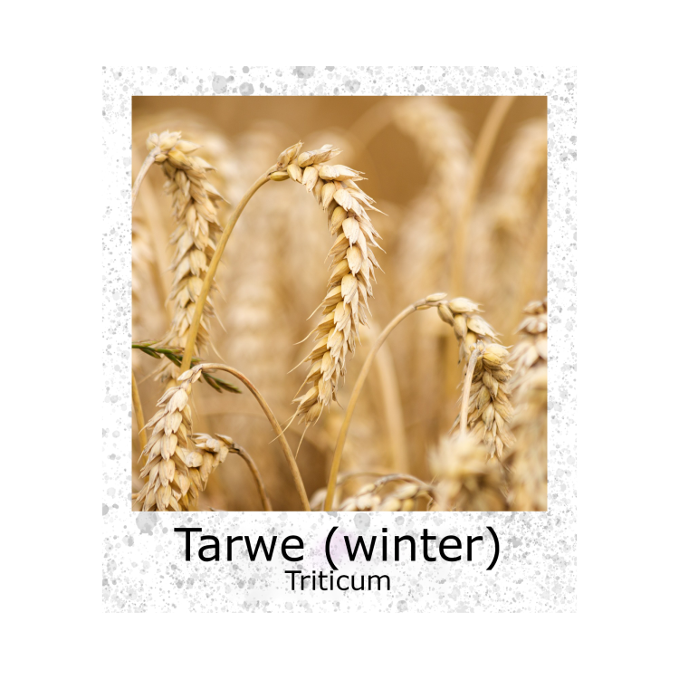 Tarwe Wintertarwe VK 500gr