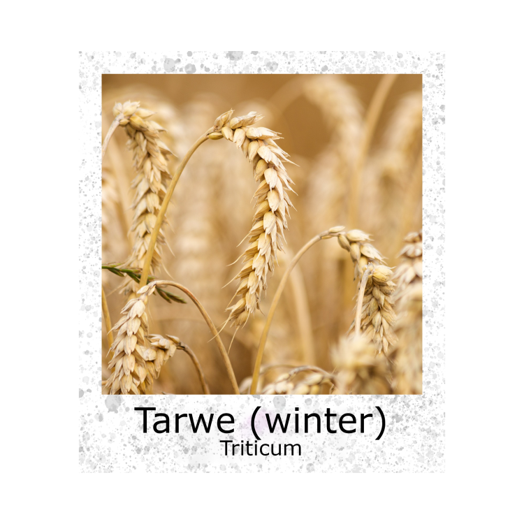 Tarwe Wintertarwe 500g BIO zaden