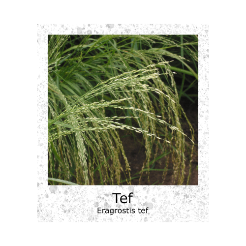 Tef Eragrostis tef zaden