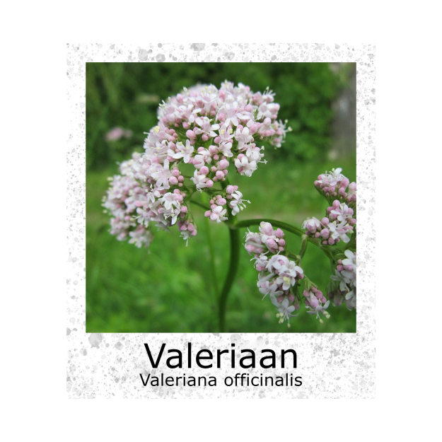 Valeriaan Valeriana officinalis VK