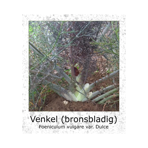 Doorlevende Venkel Bronsbladig zaden