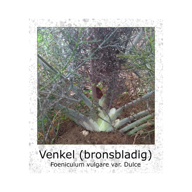 Venkel Bronsbladige Foeniculum vulgare Dulce VK