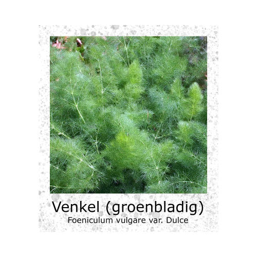 Doorlevende Venkel Groenbladig zaden