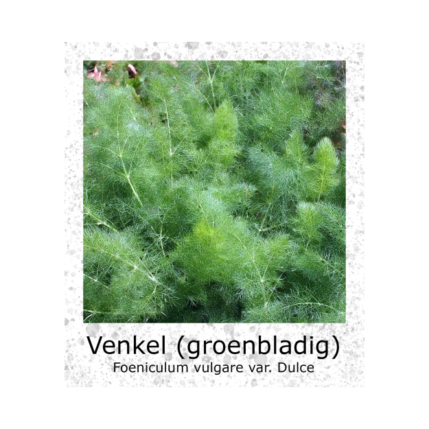 Venkel Groenbladige Foeniculum vulgare Dulce VK