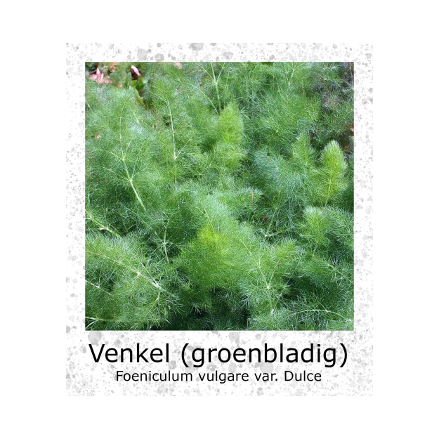Doorlevende Venkel Groenbladig zaden