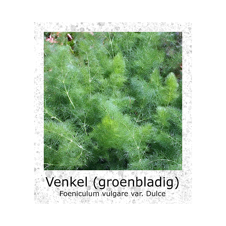 Doorlevende Venkel Groenbladig zaden