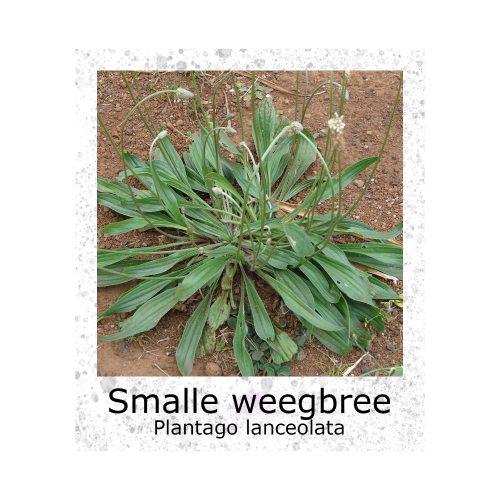 Smalle Weegbree Plantago Lanceolata VK