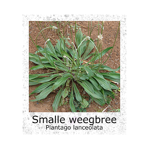 Smalle Weegbree Plantago Lanceolata VK