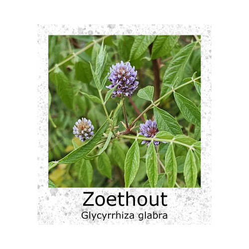 Zoethout Glycyrrhiza glabra VK
