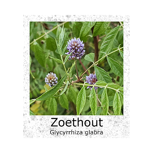 Zoethout Glycyrrhiza glabra zaden