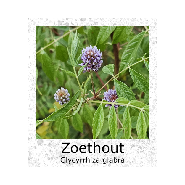 Zoethout Glycyrrhiza glabra zaden