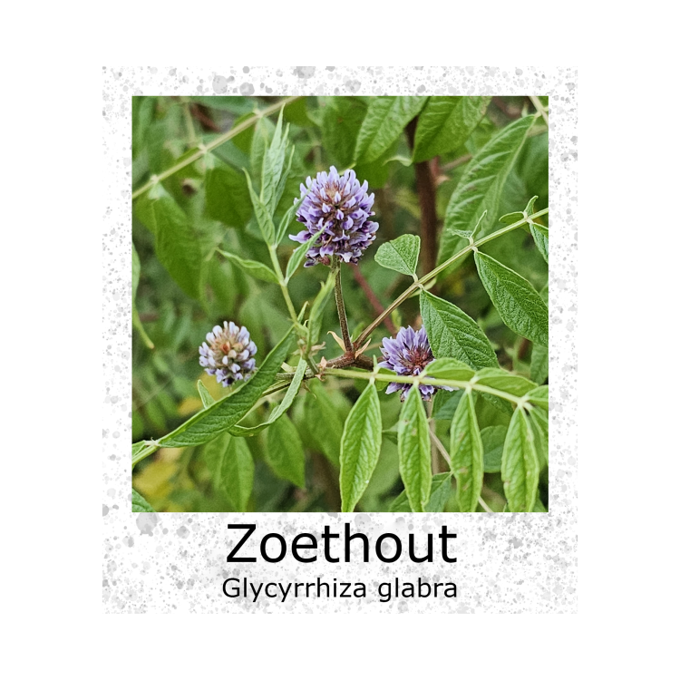 Zoethout Glycyrrhiza glabra VK