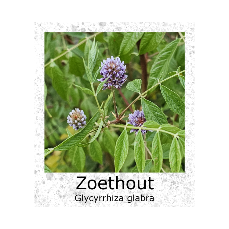 Zoethout Glycyrrhiza glabra zaden