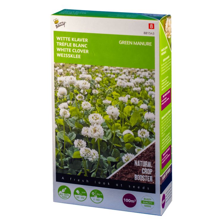 Witte klaver Trifolium repens Buzzy Green Manure