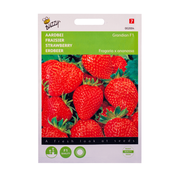 Aardbei Grandian F1 Buzzy Seeds