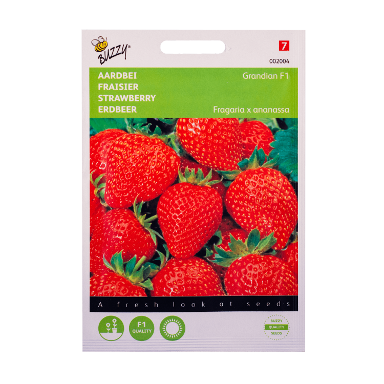 Aardbei Grandian F1 Buzzy Seeds