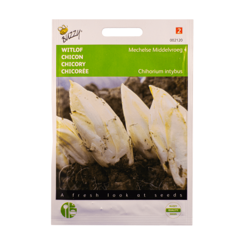 Witlof (Mechelse Middelvroeg) Buzzy Seeds