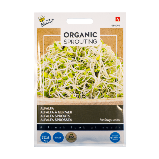 Alfalfa Medicago sativa kiemgroente zaden