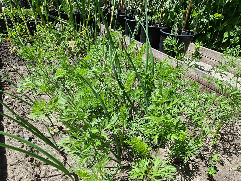 wortel en ui combinatieteelt goede buren moestuin wortelen uien kweken