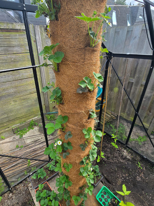 resultaat van een zelfgemaakte aardbeientoren van een afvoerbuis bekleed met kokosmatten voor een verticale moestuin in de kweekkas