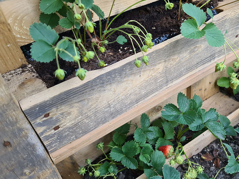 DIY verticale moestuin in de stad maken van europallets, een gratis verticale moestuin.