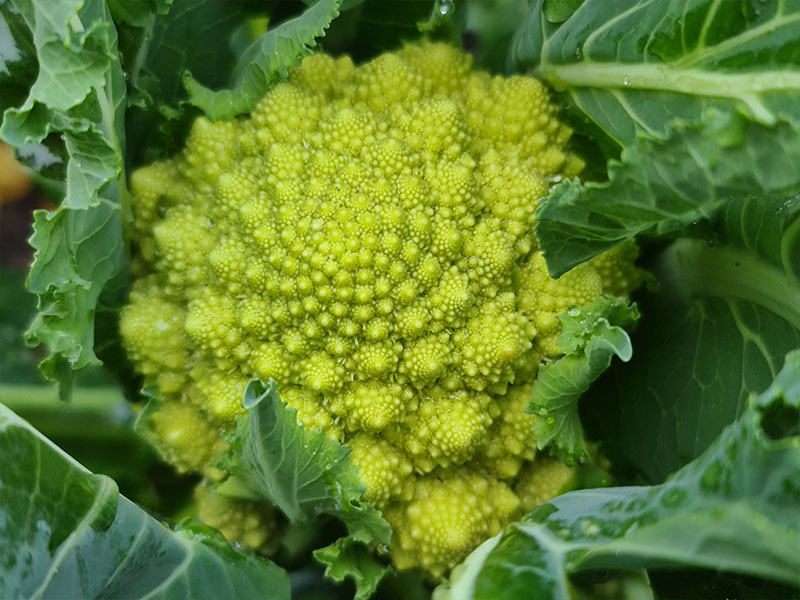 romanesco groene fractal bloemkool
