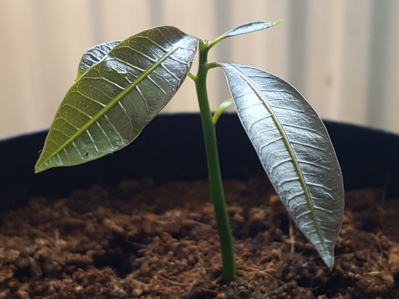 mango kiemen mangopit ontkiemen zaailing kiemplant mango plantje