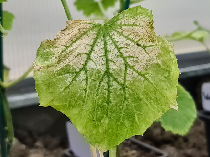 zonnebrand afharden komkommerplant tomatenplant verbrande blaadjes beschermen tegen zon wennen