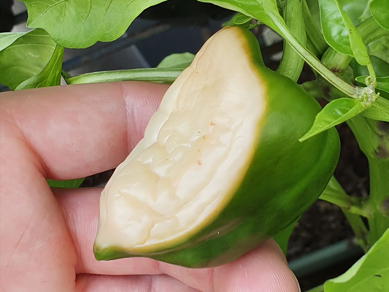 zonnebrand afharden paprikaplant vruchten paprika beschermen tegen zon