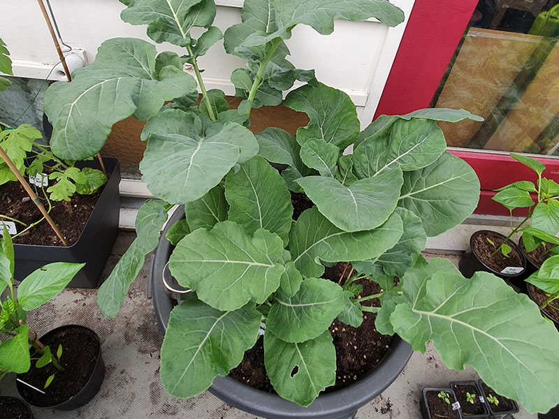 bloemkool in potten broccoli in bakken kweken kleine moestuin in bakken en potten