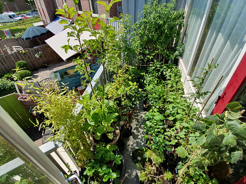 mijn eerste moestuin beginnen op het balkon kleine moestuin in potten en bakken