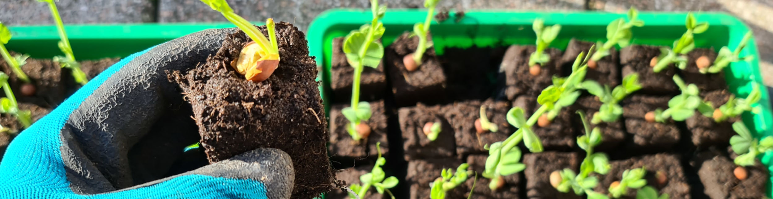 plant banner