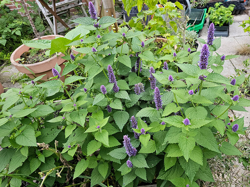 dropplant dropnetel agastache afbeelding foto bloeiende planten