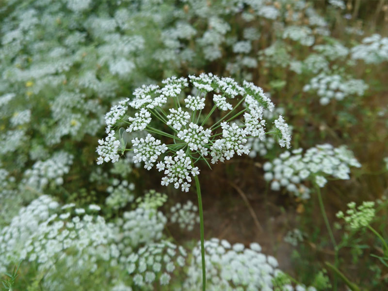 anijs anijsplant afbeelding foto bloeiende planten