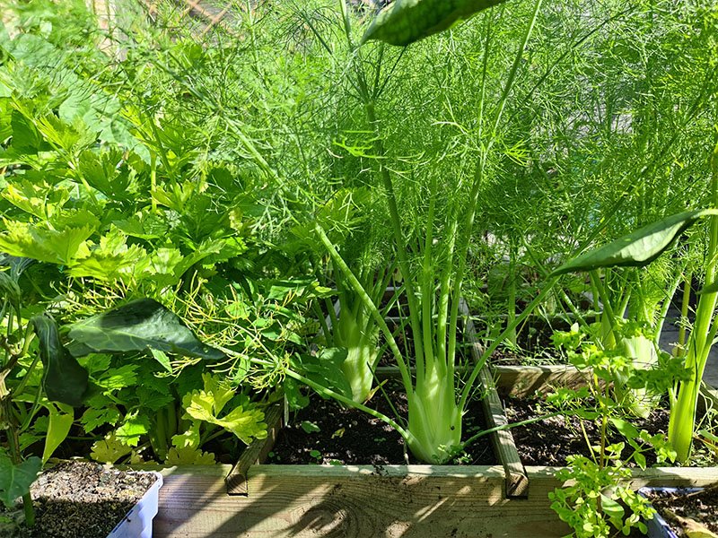 knolvenkel venkel knollen afbeelding foto planten