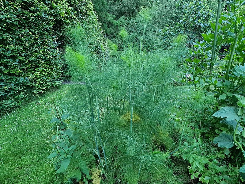 groenbladige doorlevende venkel loof bladeren afbeelding foto bloeiende planten