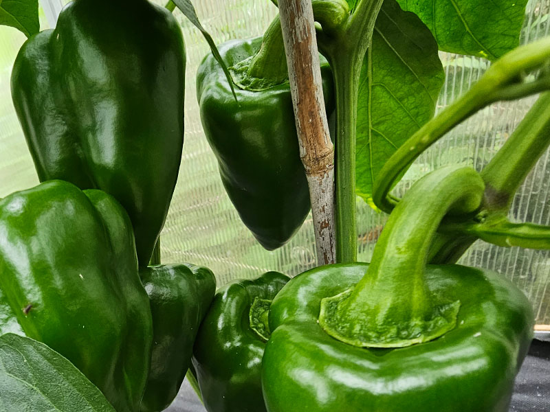 paprika's sneller laten rijpen paprika snoeien sneller rijpen vruchten