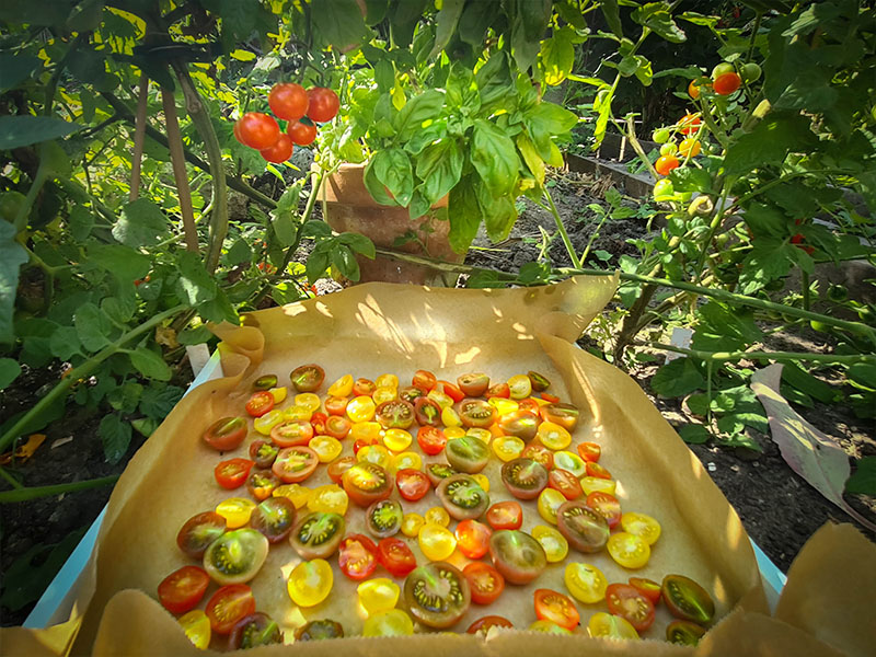 zongedroogde tomaten drogen in de zon moestuin tomaatjes kerstomaatjes drogen
