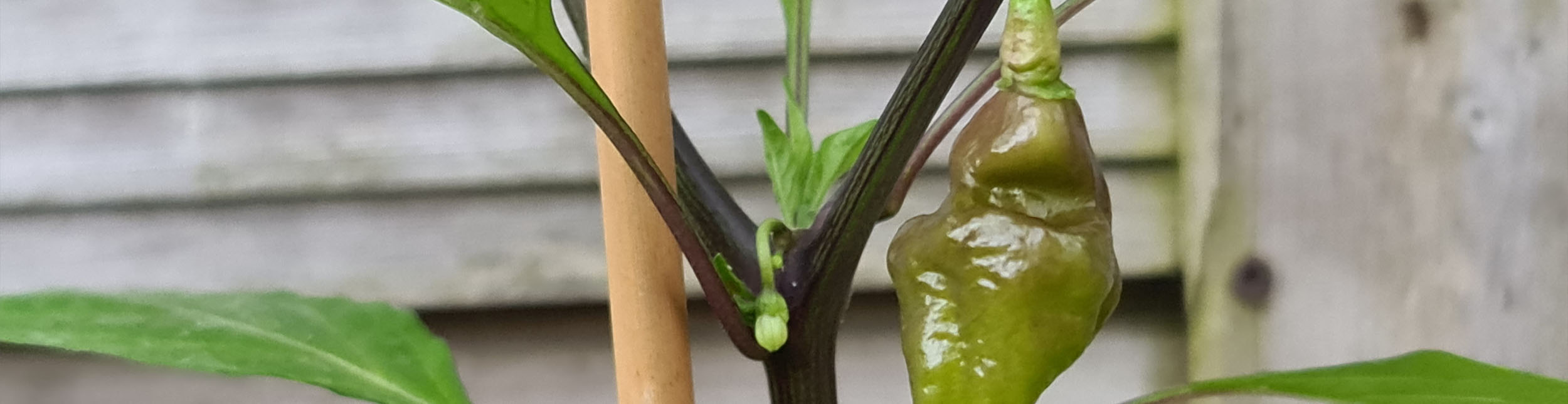 plant banner