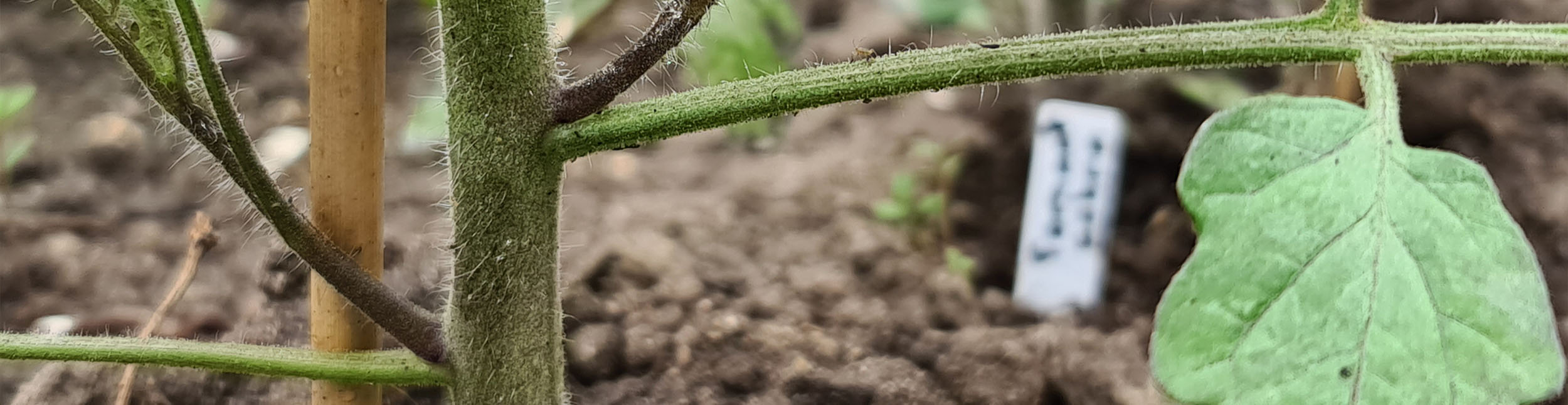 plant banner