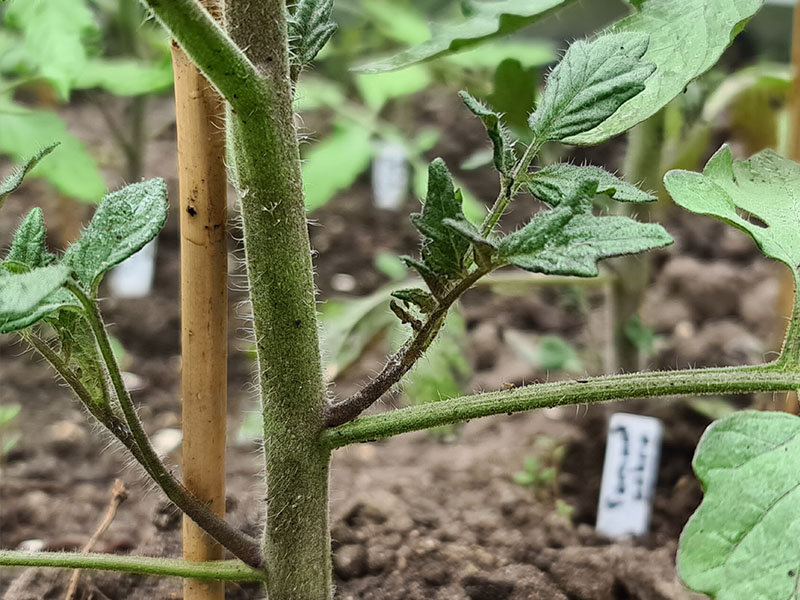 voorbeeld tomaten dieven zijscheuten bladoksel