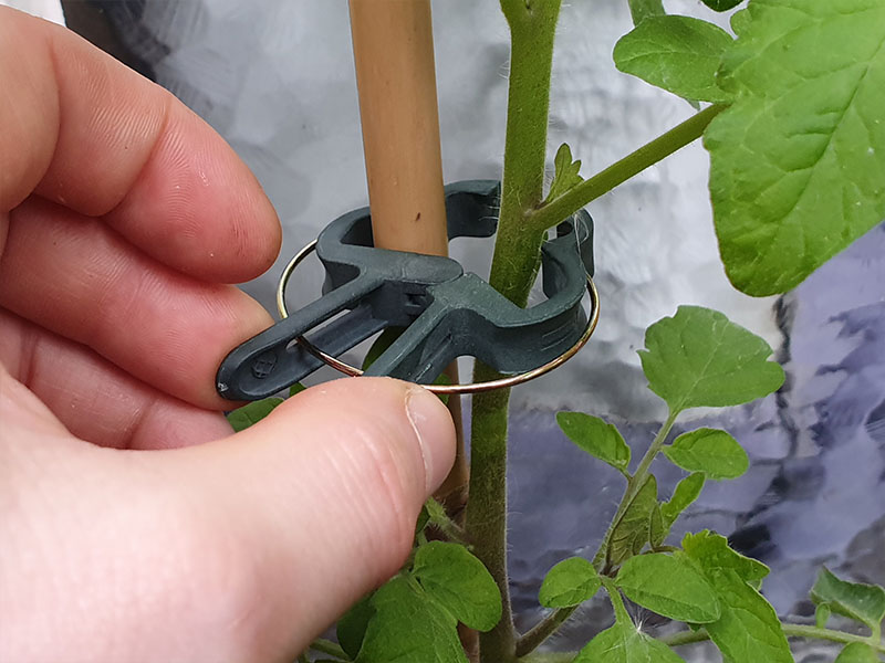 voorbeeld tomatenplant dieven opbinden