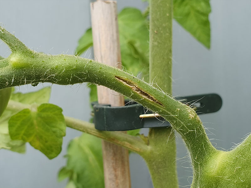 voorbeeld tomatenplant dieven zware tomaten
