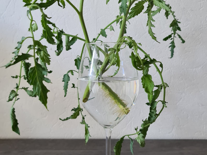 voorbeeld tomatenplant dieven stekken maken