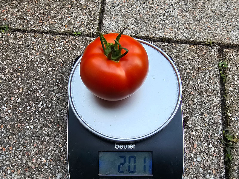 voorbeeld tomatenplant dieven grotere tomaten grote tomaat